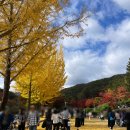 [충북 제천] 배론성지 / 24. 11. 02. 단풍구경 단풍여행지추천 충북여행지추천 배론성지포토존