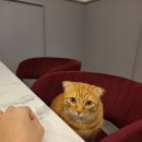 도그마루 강아지고양이 대전점 이미지