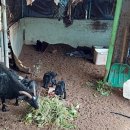 솔잎목장 이미지