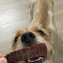 정성심 | 애견수제간식 쇼핑몰 불리스틱 육포 맛집 - 정성심