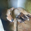 나리다온 이미지