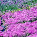 옥산어린이공원 | 합천 황매산 철쭉 명소 &amp; 현지 맛집 완벽 가이드 2026