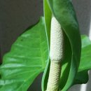 알로카시아 이미지