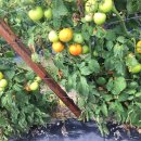 호주농장 이미지