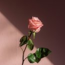 스틸니스 &#39;잠재력을 깨우는 단 하나의 열쇠&#39; 라이언 홀리데이