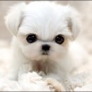 DOG IS 이미지
