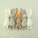 보니타스튜디오