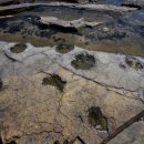 공룡 발자국화석지 이미지