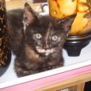 똥꼬발랄 이미지