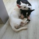 이서동물병원 이미지