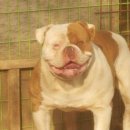 노일호 특수목적견 이미지