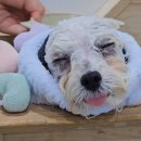 폴인럽 애견&고양이 미용 돌봄&호텔 | 마포애견미용,작은언니랑 뚜뚜를 데리고 방문한 곳은"폴인럽 애견&amp;고양이 미용 돌봄&amp;호텔"