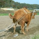 한우야놀자 이미지