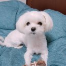 안산펫택시 이미지