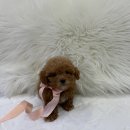 버디독 강아지분양 안심분양센터 시흥점 이미지