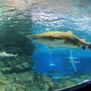 아쿠아리움 이미지