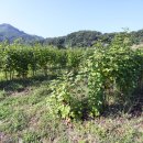 초천4리 이미지