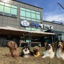 드림애견학교 이미지