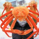 파도대게 이미지