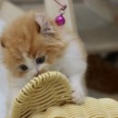 김포고양이분양 맘스캣 이미지