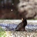 봄날부동산중개 이미지