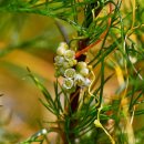 날개달린옷 이미지