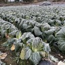 서리농산물