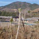 명산차농원