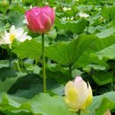 김주화 네이버블로그