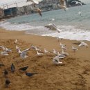 해운대 엘레지 이미지