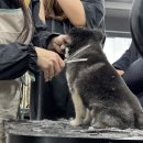 진접애견미용 이미지