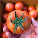 [ 못난이 백다다기 오이 ] 10키로 무료배송 // 탱글탱글 완숙 토마토 이미지