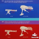 스테고사우루스-2 | [전남/해남] 공룡들의 천국, "해남 우항리 공룡박물관, 해남여행-①
