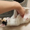 돈데기리 이미지