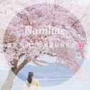 미조중학교 | 4월 남해 벚꽃 낙화 시기 벚꽃 떨어지는 시기 남해벚꽃 낙화 명소 BEST 5.