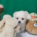 더폼나고 더폼나개 이미지