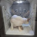 캣치유고양이미용호텔 이미지