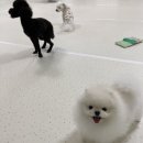 청주 애견유치원 꼬리흔들개Lucky 이미지