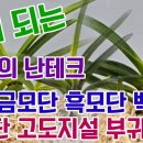 돈이되는 최고의 난테크 건국 건국호 건국복륜 금모단 흑모단 백모단 금사모단 천모단 고도지설 내위 부귀전 태명금 서시 묘향 서운호 이미지
