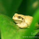 청개구리 이미지