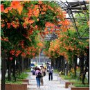 부천중앙공원 이미지