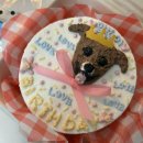 댕냥이 점빵 | [ 마산 사진관 기억나무, 댕냥이점빵 내돈내산 후기 ]