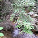 숲속작은개울 이미지