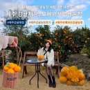 사랑농장 | 제주 '보메와산감귤체험농장' 귤따기1kg 내돈내산 후기