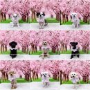 멍뭉이발소 이미지