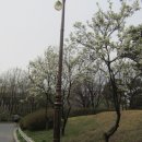 여의도 봄철 벚꽃길을 찾아서 이미지