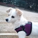 젬마동물병원 | 송파구 반려동물 한마당 후기 | 송파 반려견 놀이터, 탄천유수지