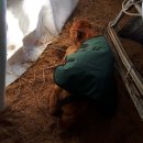 황소축산 이미지