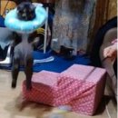 실이 그루밍 이미지