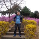 시화한방병원 | 원미산 지양산 매봉산 신정산(2024.4.3)천상(天上)의 화원(花園) 같다는 생각이 들었고 시기적절할 때...